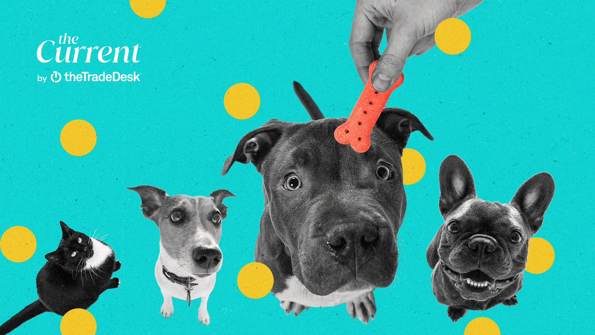 The pandemic pet ownership boom has cat and dog brands slobbering The